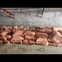 یونجه شلیف گرفته