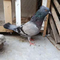 سبز کاکل تهرانی نر