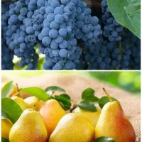 تولید انواع ریشه گلابی و انگور تضمینی