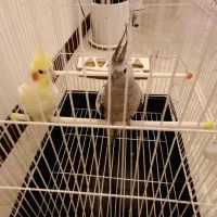 جفت عروس هلندی|پرنده|اسلامشهر, شهرک واوان|دیوار