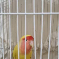 کوتوله برزیلی صورت هلویی