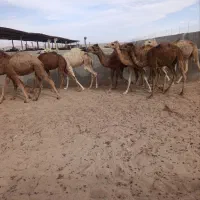 هاشی و بلوون نر و ماده شتر نژاددار (حاشی)