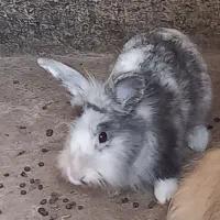 فروش انواع خرگوش ها|موش و خرگوش|لنگرود, |دیوار