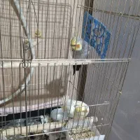 فروش عروس هلندی