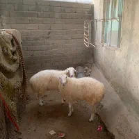فروش چند راس بز ماده و بره