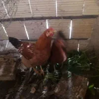 مرغ و خروس درشت سرحال|پرنده|مشهد, ایثار|دیوار