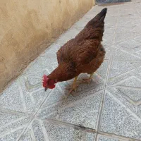 مرغ تخم گذار