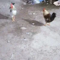 خروس محلی جوان|حیوانات مزرعه|ماسال, |دیوار