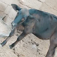 گوساله