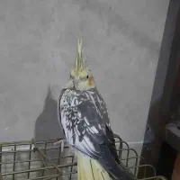 طوطی عروس هلندی گل باقالی ماده رام دستی