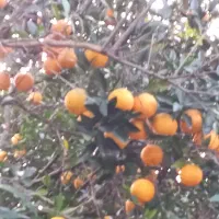 تامسون ابدار درشت درجه یک|خوردنی و آشامیدنی|نوشهر, |دیوار