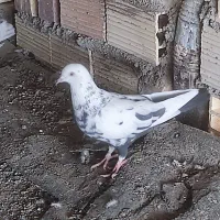 سلام تعدای کبوتر|پرنده|رفسنجان, |دیوار