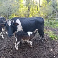 گاو و گوساله نر