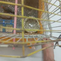 یک جفت فنچ بدون لوازم|پرنده|مشهد, حضرت حجت|دیوار