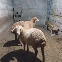 بره علف خور
