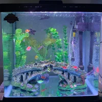 آکواریوم کامل|ماهی|بندر گناوه, |دیوار