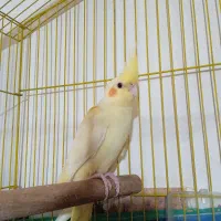 عروس هلندی نروماده|پرنده|لنگرود, |دیوار