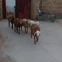 بره چینی|حیوانات مزرعه|بیرجند, |دیوار