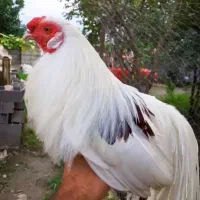 یوکوهاما اصل|حیوانات مزرعه|رودسر, |دیوار