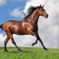 ۲سال