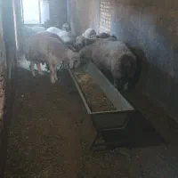 گوسفند زنده