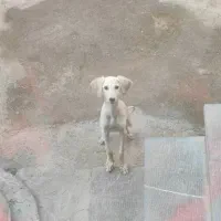 تازی نر درجه 1