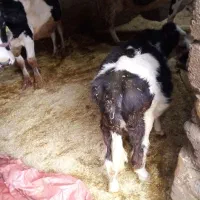 گوساله ماده|حیوانات مزرعه|الشتر, |دیوار