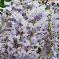 گل خورشید|گل و گیاه طبیعی|رشت, فخب|دیوار