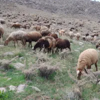 گوسفنده داشتی با بره ۵۰جفت|حیوانات مزرعه|پادنا علیا, |دیوار