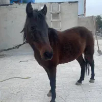 اسب مادیان جوان