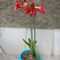 شب بو . اماریلیس  .مرجان