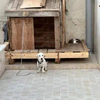 گمشده با مژدگانی زیاد|سگ|قائم‌شهر, |دیوار