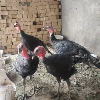 بوقلمون نر ۵ ماهه