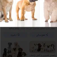 سگ پیدا شده