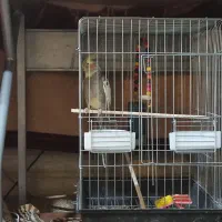 عروس هلندی|پرنده|فرخ‌شهر, |دیوار