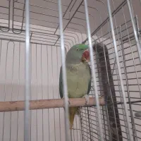 شاه طوطی ماده