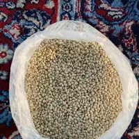 عدس تازه دشت مغان