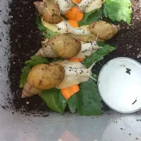 حلزون آلبینو