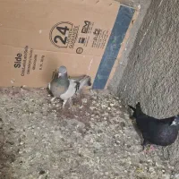 کبوتر نقره ای