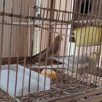 جفت‌عروس هلندی آهویی بادوتا جوجه|پرنده|قم, هنرستان|دیوار