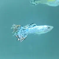 گوپی میکس بهترین نژاد