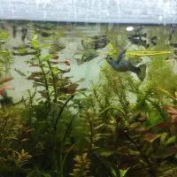 بچه ماهی ( گوپی)