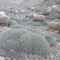 باسلام ۲۰‌راس‌میش‌تخمی