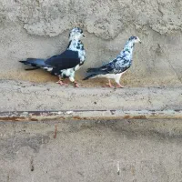 کفتر کبوتر نروماده سوسکی کلاغ دم