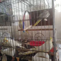 عروس هلندی جفت مولد