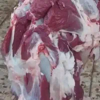 گوشت گاووگوساله لقم بی استخون وبااستخون|خوردنی و آشامیدنی|اهواز, اسلام آباد شرقی|دیوار