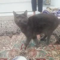 اسکاتیش 10ماهه