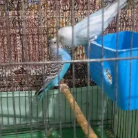 یک جفت مرغ عشق|پرنده|قم, نیروگاه|دیوار