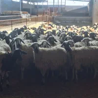 فروش گله میش داشتی درجه یک|حیوانات مزرعه|برخوار, |دیوار