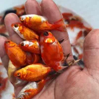 ماهی عید گلدفیش کالیکو تلسکوپی